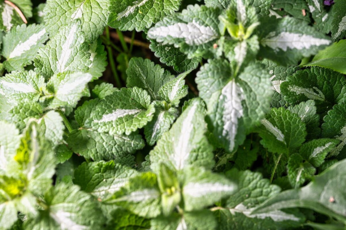 roinita/ lemon balm